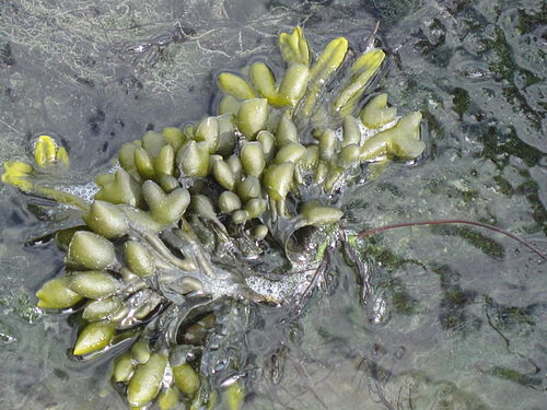 Fucus ceranoides